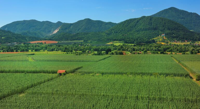 Private Tour: Entdecken Sie das Land des Grünen Goldes - Žalec ab Ljubljana