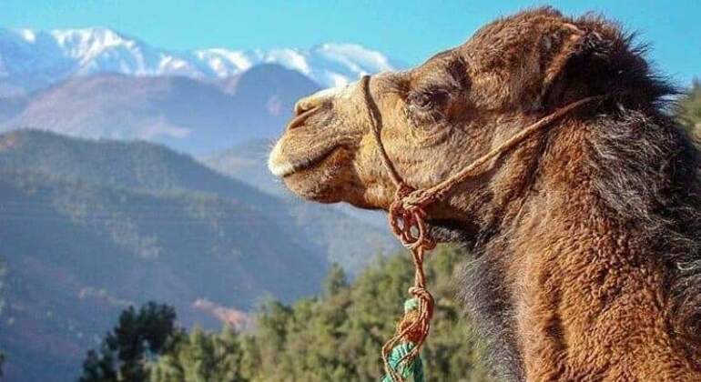 ourika-valley-day-trip-from-marrakech-es-4