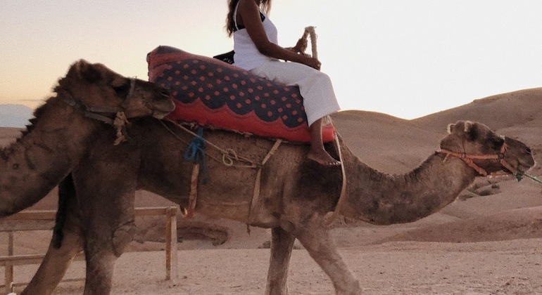 Passeio de camelo em Marraquexe no Palmeiral Marrocos — #1