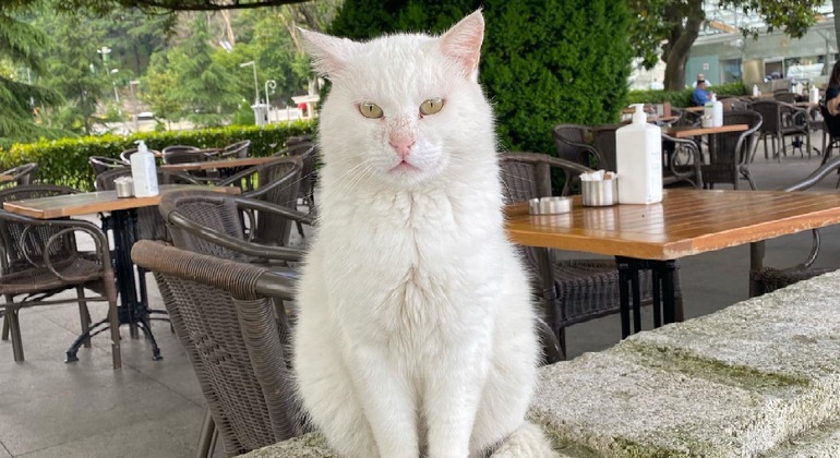 Une visite gratuite essentielle d'Istanbul Turquie — #2