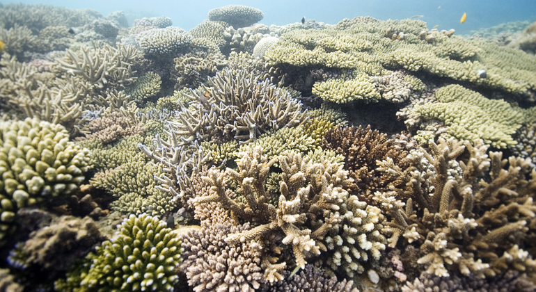 Buceo con delfines Isla Mnemba Zanzíbar