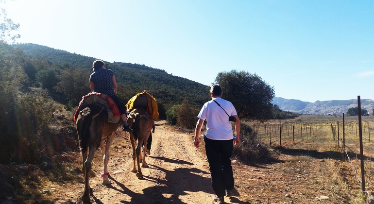 camel-ride-to-the-foothills-of-the-atlas-mountains-es-3