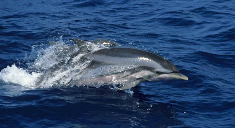 Wal- und Delfinbeobachtung in Trincomale, Sri Lanka