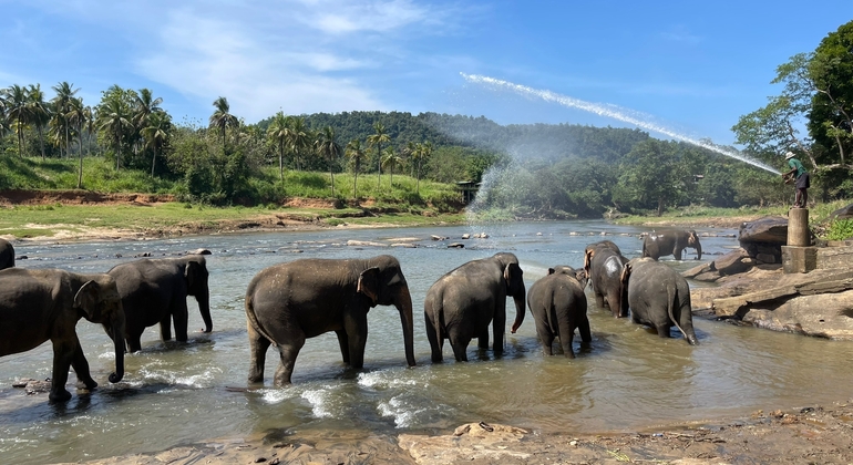 Explorar a cidade de Kandy e Pinnawala Organizado por Buddhika Rathnayaka