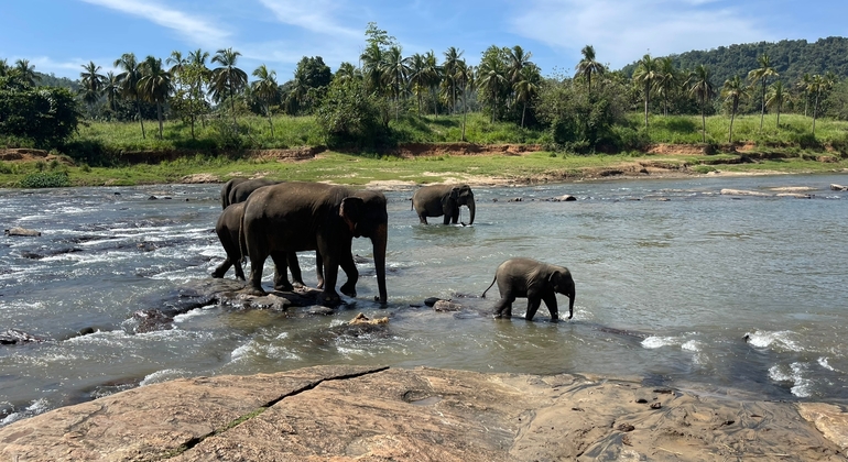 Kandy Stadtrundfahrt & Pinnawala Sri Lanka — #8