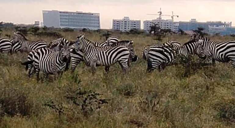 Visita al Parque Nacional de Nairobi Kenia — #2