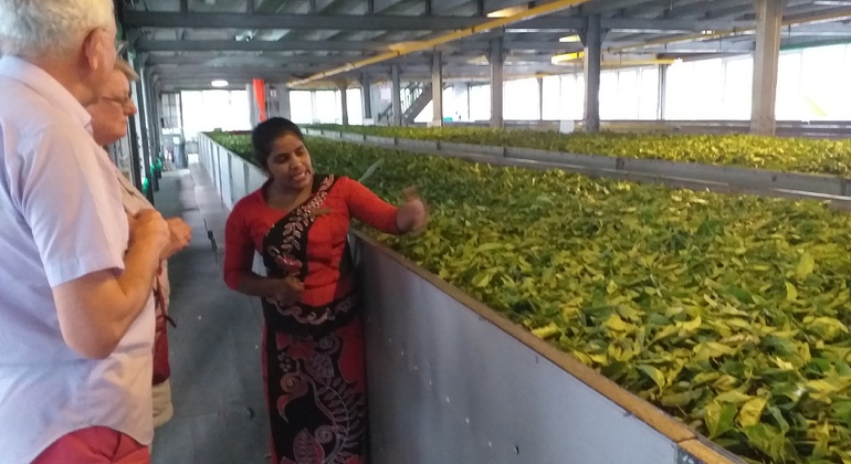 Sorprendentes especias naturales y té de Ceilán en los alrededores de Kandy