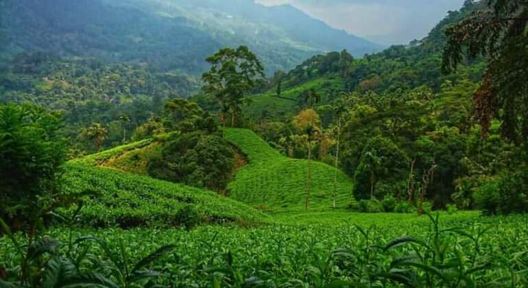 Amazing Natural Spices & Ceylon Tea Tour around Kandy Sri Lanka — #2