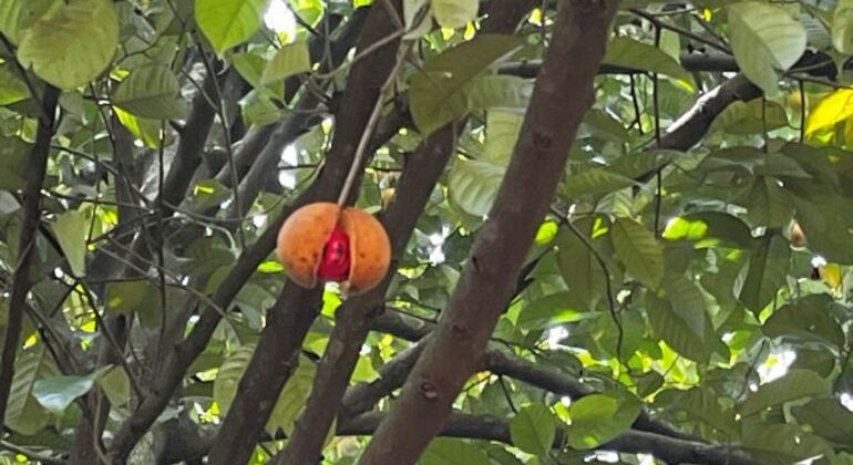 Amazing Natural Spices & Ceylon Tea Tour around Kandy Sri Lanka — #3