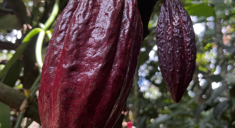 Amazing Natural Spices & Ceylon Tea Tour around Kandy Sri Lanka — #4