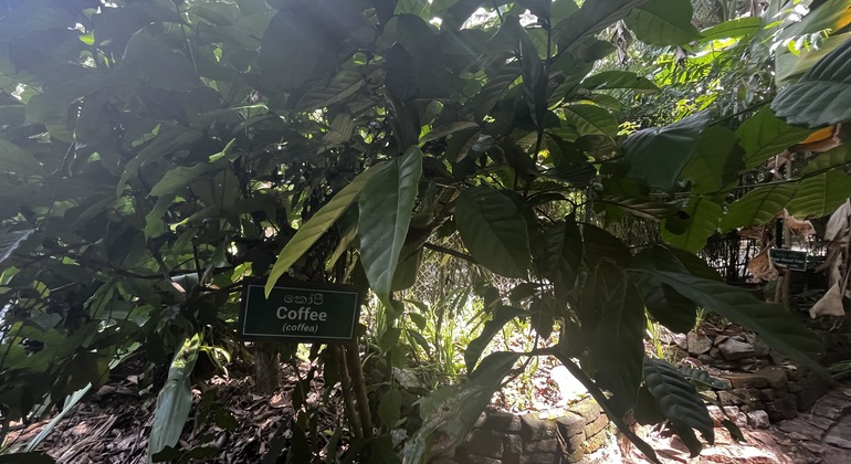 Amazing Natural Spices & Ceylon Tea Tour around Kandy Sri Lanka — #5