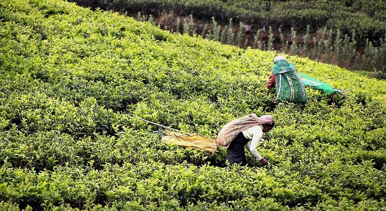 Tour in bicicletta della piantagione di tè di Hanthana Sri Lanka — #2