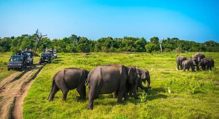 Safari en jeep dans le parc national de Minneriya Fournie par Overa