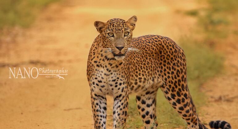 Safari privado de dia inteiro no Parque Nacional de Yala Organizado por Arugambay Tours 