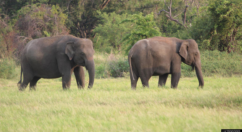 Parc national de Minneriya 3 heures de safari privé, Sri Lanka