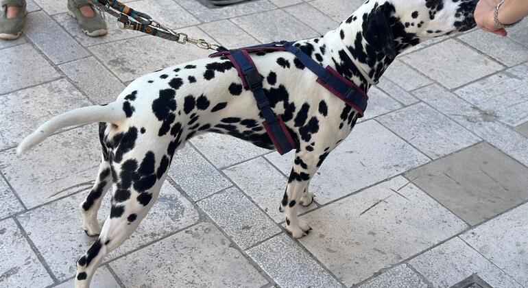 Excursão gratuita aos pontos altos de Split Croácia — #12