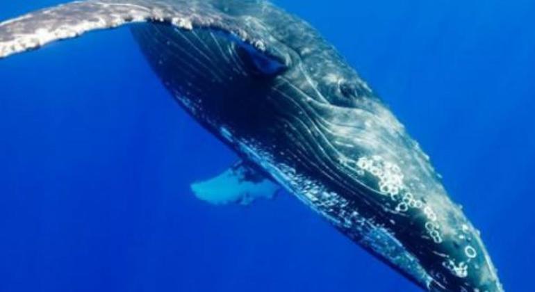 Tour de observación de ballenas en Kalpitiya, Sri Lanka