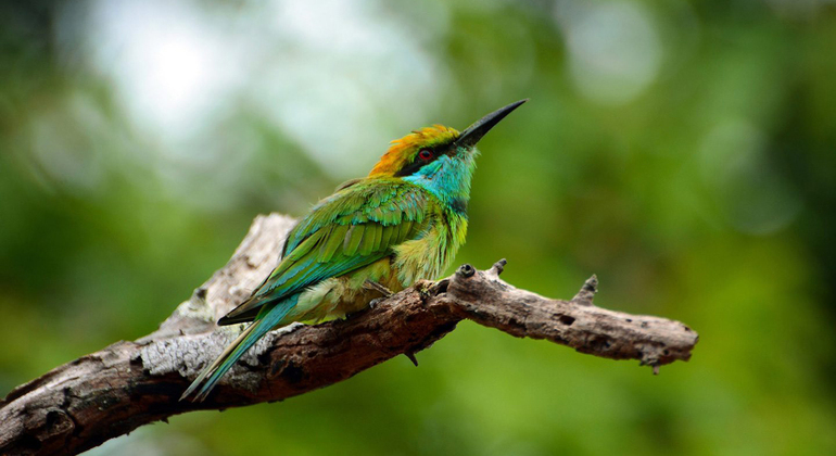 Birdwatching a Muthurajawela Marsh da Colombo Sri Lanka &mdash; #2