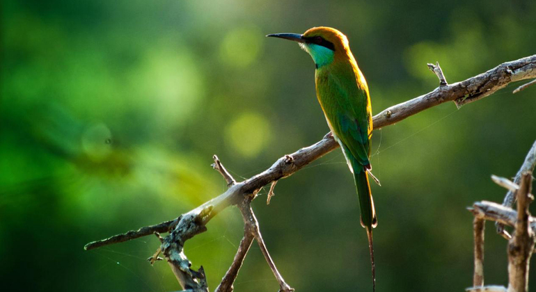 Birdwatching a Muthurajawela Marsh da Colombo Sri Lanka &mdash; #3
