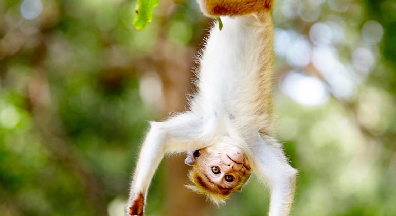 Birdwatching a Muthurajawela Marsh da Colombo Sri Lanka &mdash; #4