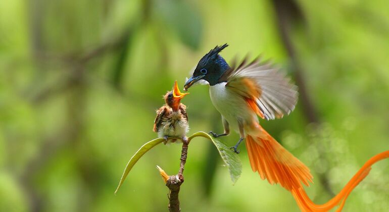 Birdwatching a Muthurajawela Marsh da Colombo Sri Lanka &mdash; #5