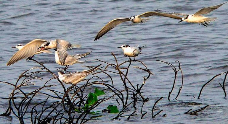 Birdwatching a Muthurajawela Marsh da Colombo Sri Lanka &mdash; #6
