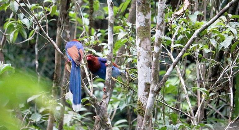 Trekking e observação de aves na floresta tropical de Sinharaja, Sri Lanka