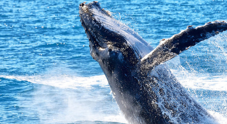 Tour privé d'observation des baleines à Kalpitiya - 7 heures, Sri Lanka