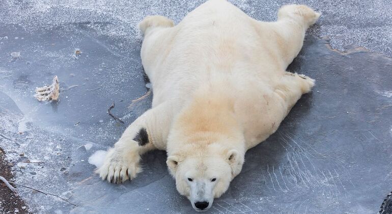 Tour di un'intera giornata allo zoo di Ranua con prelievo da Rovaniemi