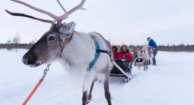 Rovaniemi Reindeer Farm Visit with Sleigh short-Ride Safari Provided by Helsinki Tour