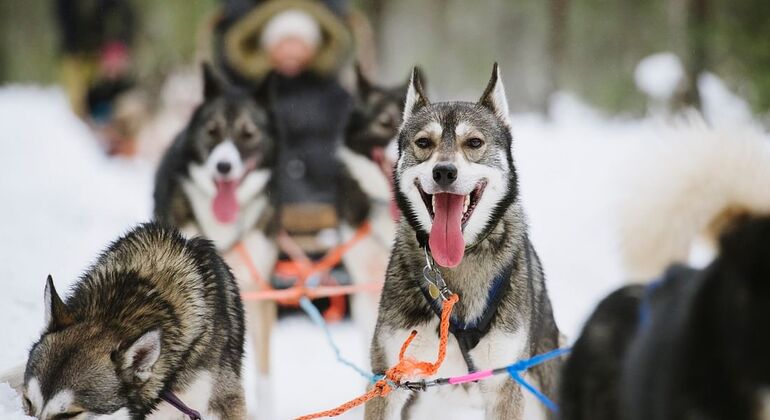 Self-Driven Husky Safari in Arctic Nature from Rovaniemi Provided by Helsinki Tour