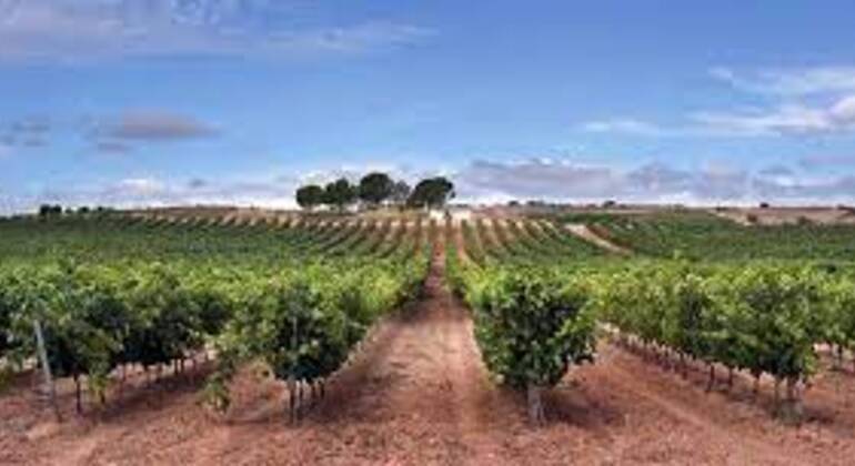 Free Tour - Ribera del Duero Vineyards Provided by Tuenoturismo