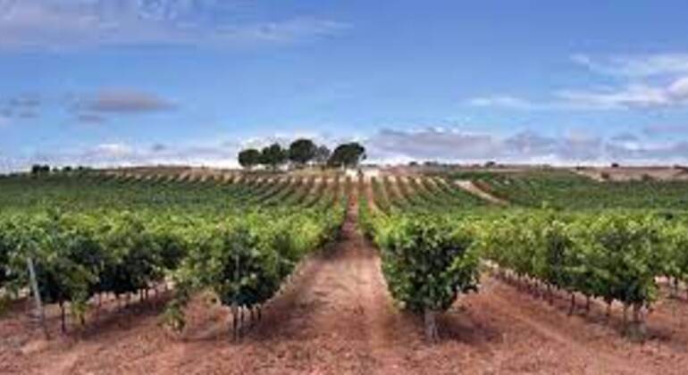 Free Tour - Ribera del Duero Vineyards Spain — #1