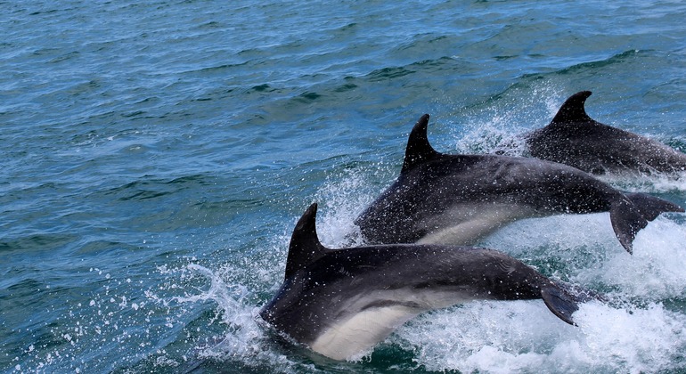 Observación de delfines en Mascate, Oman