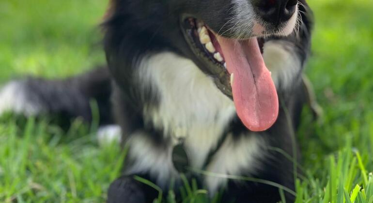 Coimbra mit einem Border Collie entdecken Bereitgestellt von Coimbra Walking Tour