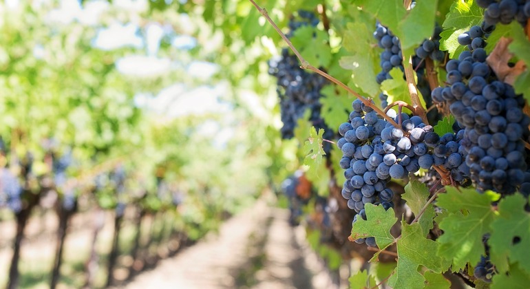 Halbtägige Weinbautour von Athen aus