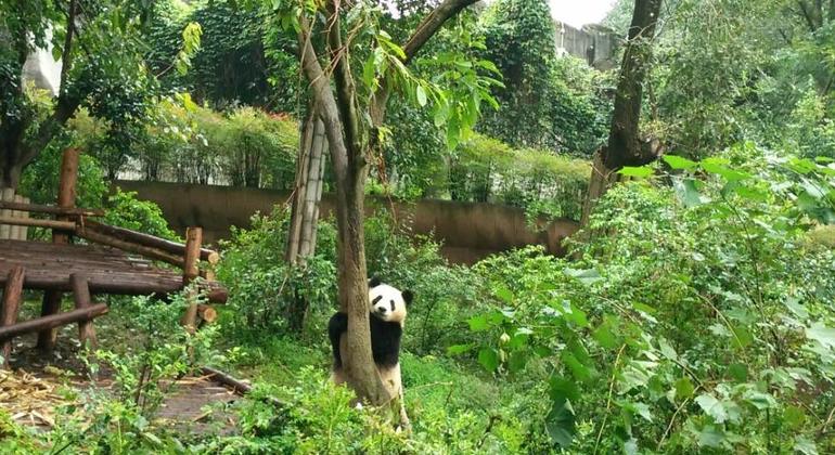 Tour della base dei panda di Chengdu e del Buddha gigante di Leshan, China