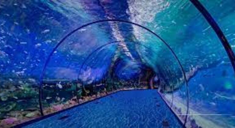 The National Aquarium Abu Dhabi With Transfer - Dubai | FREETOUR.com