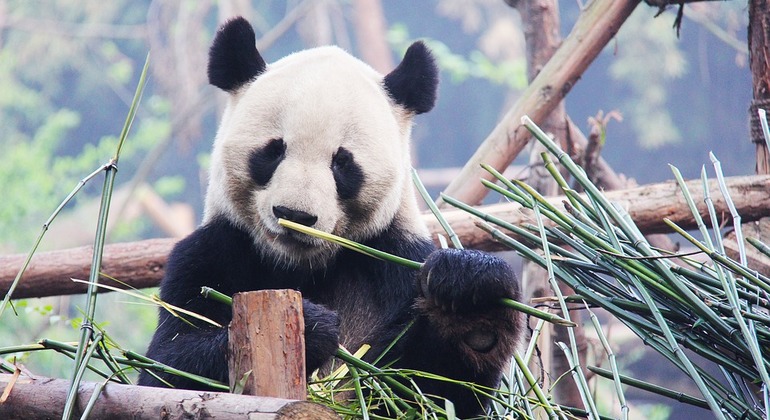 Experiência de exploração de pandas em Chengdu e excursão de irrigação em Dujiangyan Organizado por YesTrips Travel Service