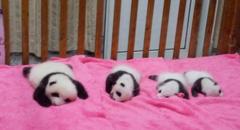 Dujiangyan Panda Base Day Trip from Chengdu China — #1