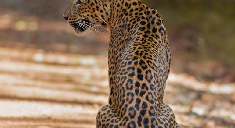 Meilleur safari dans le parc national de Wilpattu