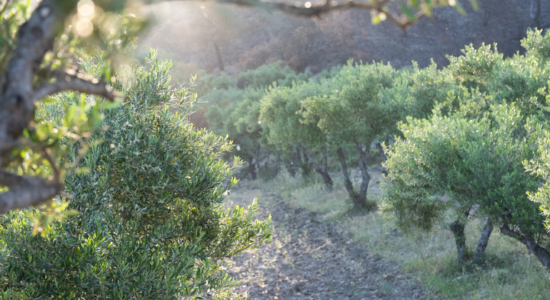 Visite de l'oliveraie et de la bonne huile d'olive Fournie par Vilma Jankute