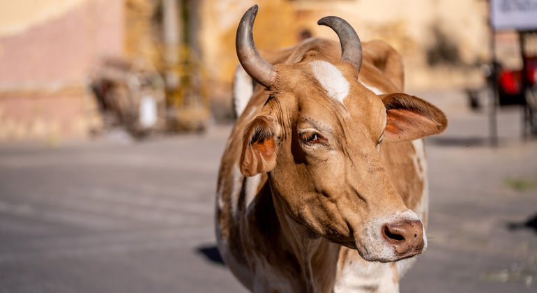 The pink City Haritage Walk Jaipur: Free Tour with a Local India — #10