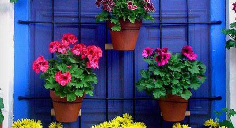 Official Free Day & Night Tour Córdoba Spain — #15