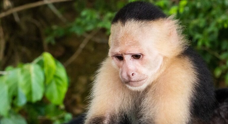 Monkey Island and Panama Canal