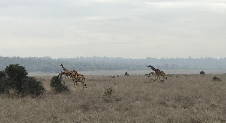 Nairobi Stadtrundfahrt mit Calvince