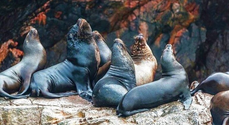 Voyage dans les magnifiques îles Ballestas à Paracas, Peru