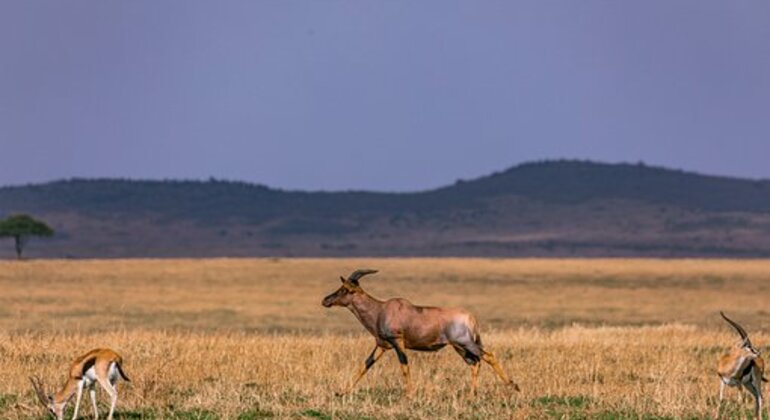 Safari a Nairobi Kenya &mdash; #4