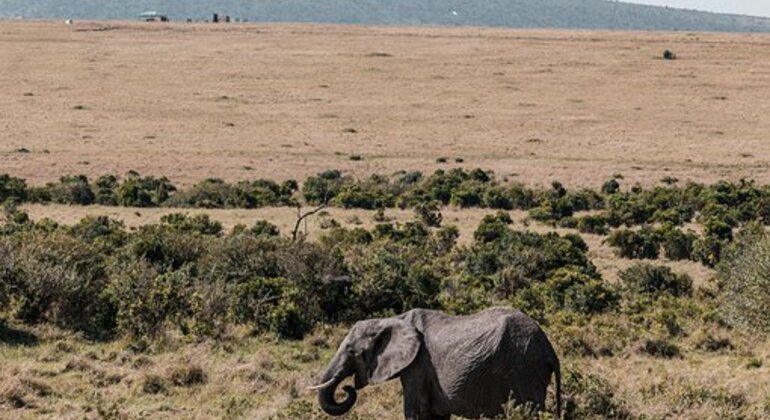 Safari a Nairobi Kenya &mdash; #2