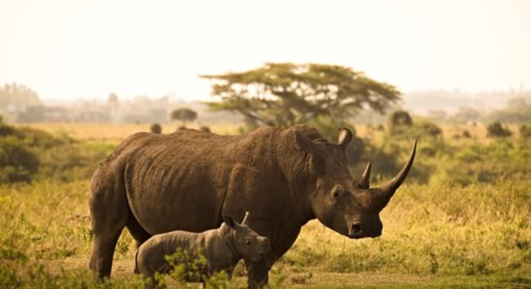Safari a Nairobi Fornito da Stephen Rukwaro Kuira